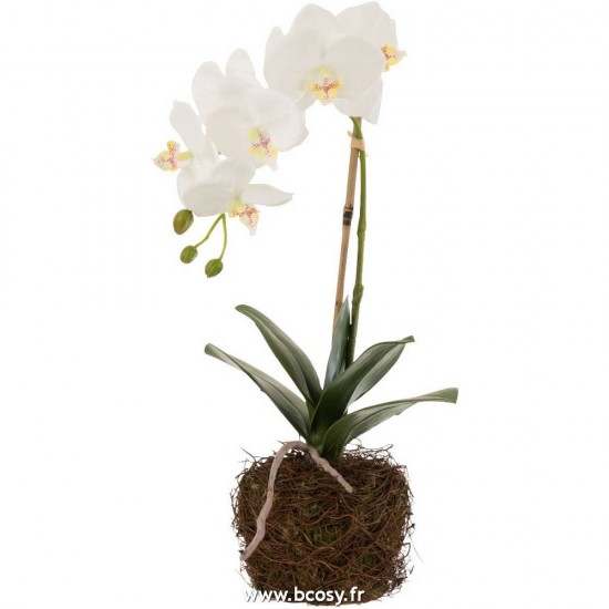 J-Line fleurs Jolipa J Line Jline Orchidee En Terre Plastique Blanc Vert Small