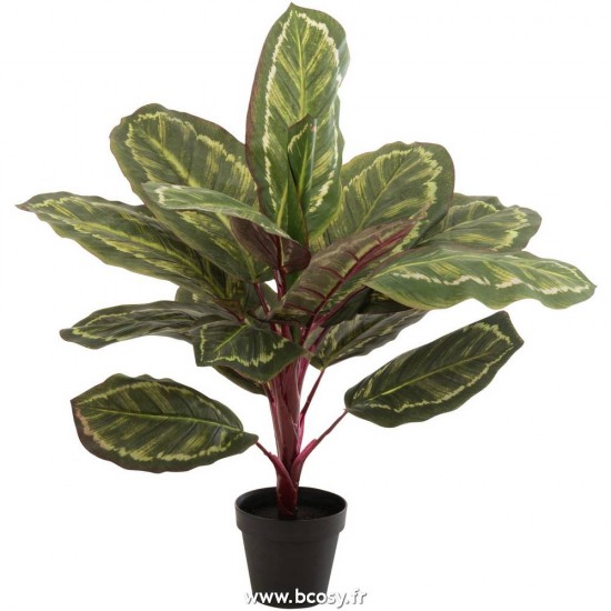 J-line 12529 Jolipa JLine fleurs plante en pot