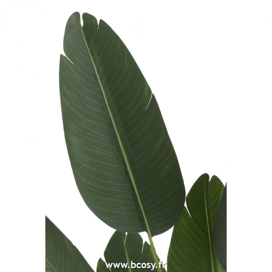 J-line 22029 Jolipa JLine fleurs plante en pot