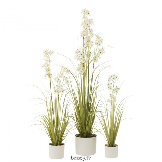 J-line 33032 Jolipa JLine fleurs plante en pot.