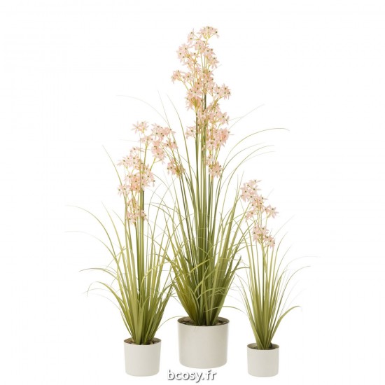 J-line 33035 Jolipa JLine fleurs plante en pot.