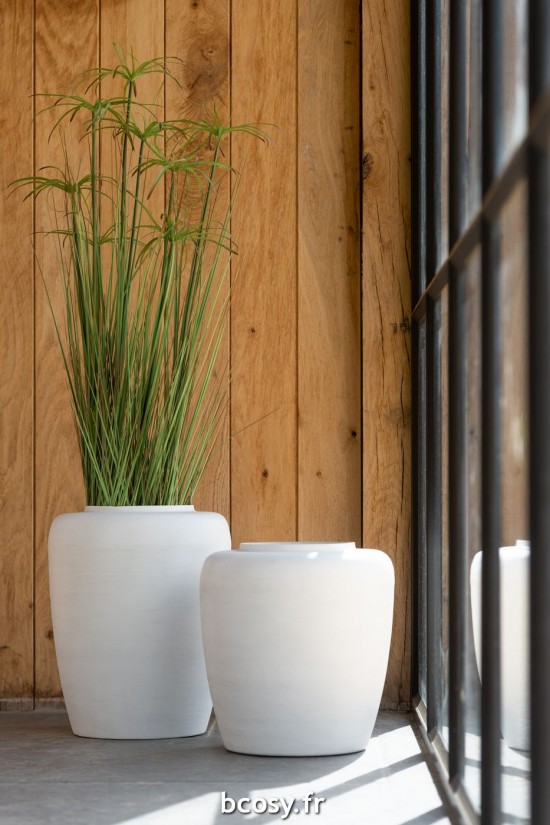 Jolipa Cyperus Alternifolius 11 Têtes En Pot Pvc Vert Large.