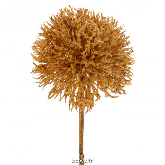 J-line 37623 Jolipa JLine fleurs allium.