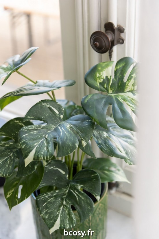 J-line 43839 Jolipa JLine fleurs plante en pot.