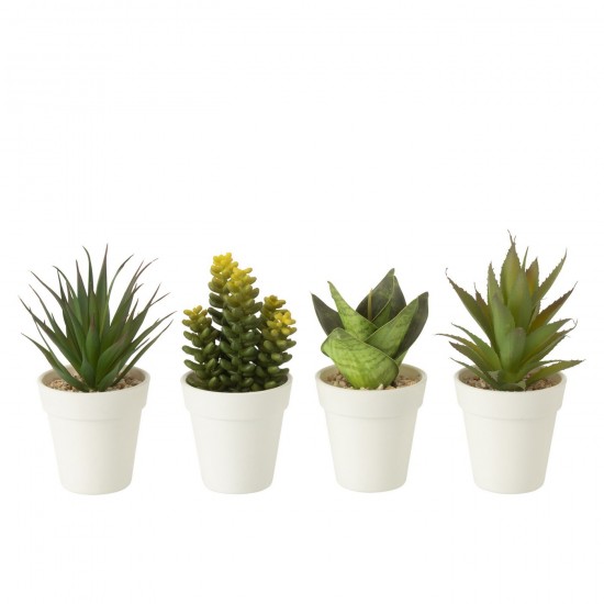 J-line 54910 Jolipa JLine fleurs plante en pot.