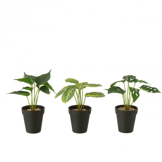 J-line 54916 Jolipa JLine fleurs plante en pot.