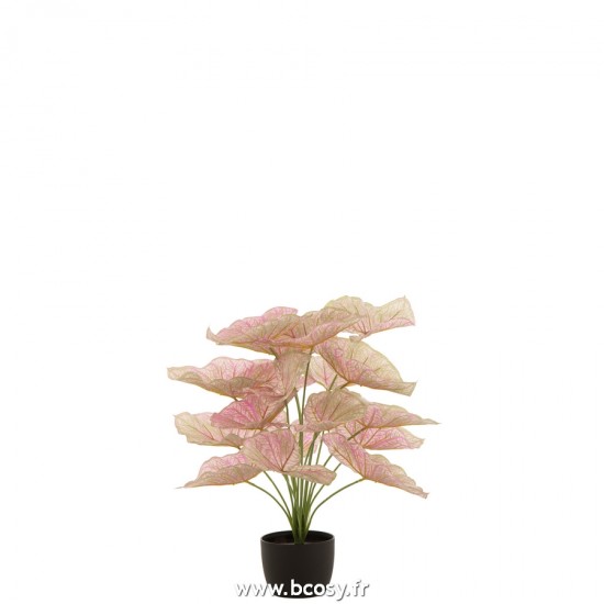 J Line Caladium En Pot Plastique Clair Rose Vert L50xB45xH50 cm Jline 22020 by Jolipa 22020