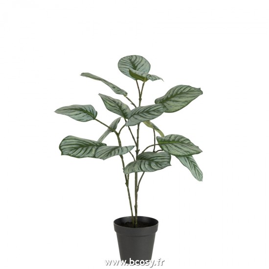 J-Line plantes en pot Jolipa J Line Jline Calathee En Pot Plastique Mix De Verts