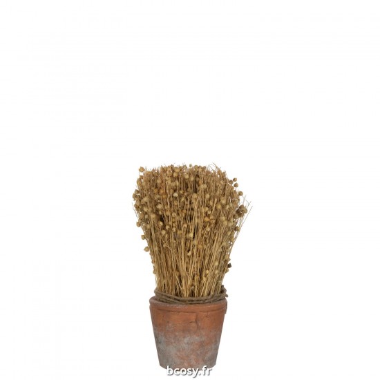 J-line 43853 Jolipa JLine fleurs plante en pot.