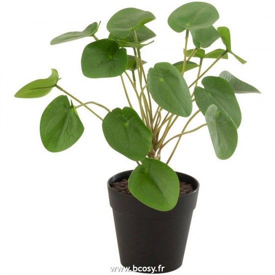 J-Line plantes Jolipa J Line Jline Piilea Peperomioides En Pot Plastique Vert