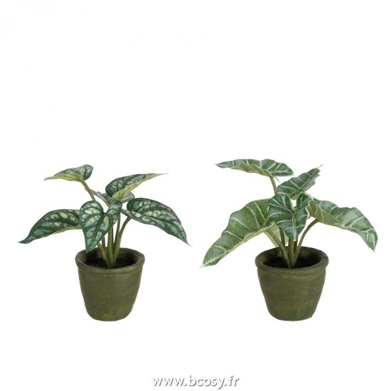 J-Line plantes en pot Jolipa J Line Jline Anthurium Taro Geant En Pot Plastique Vert Assortiment De 2