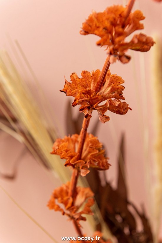 Jolipa J Line Jline Branche Molucelle Plastique Orange