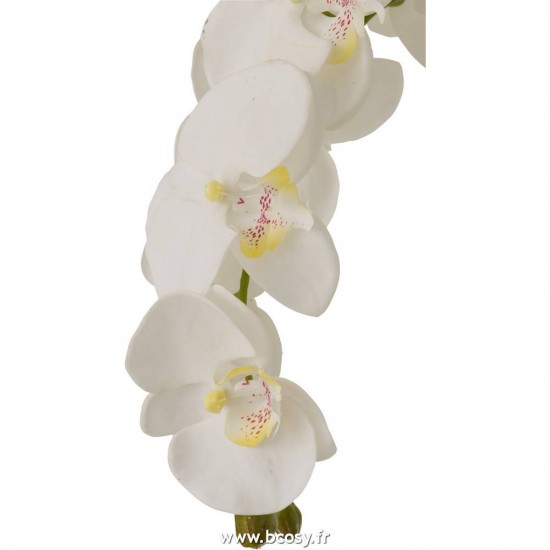 J-line 12489 Jolipa JLine fleurs plante en pot