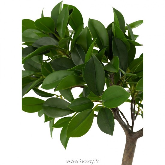 J-line 12517 Jolipa JLine fleurs plante en pot