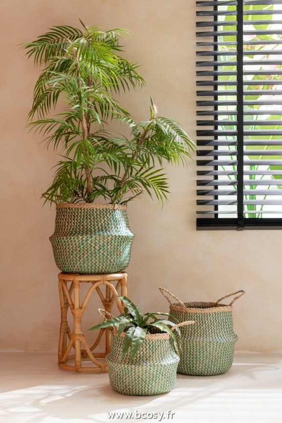 J-line 12520 Jolipa JLine fleurs plante en pot