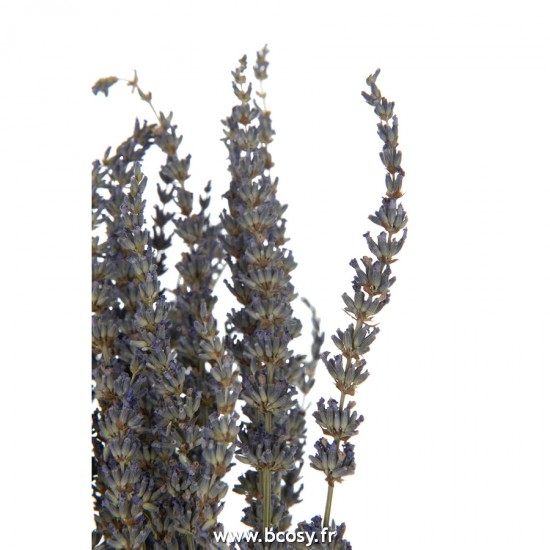 J-line 22476 Jolipa JLine fleurs lavande