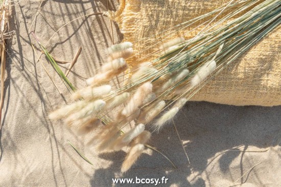 J-Line fleurs Botte De Queues De Lievre Herbes Sechees Naturel