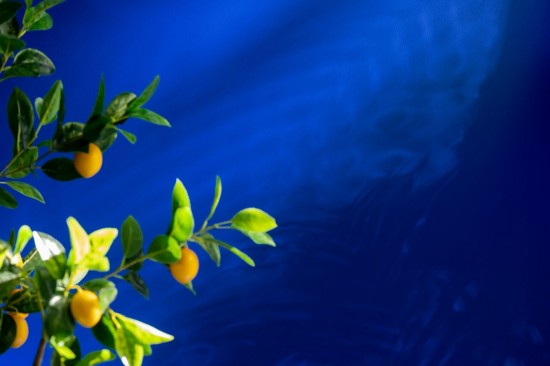 Jolipa Citronnier Pot Artificiel Vert Large.