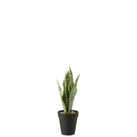 J Line Dracaena Trifasciata En Pot Artificiel Vert Small L10xB10xH30 cm JLine 54913 by Jolipa 54913.