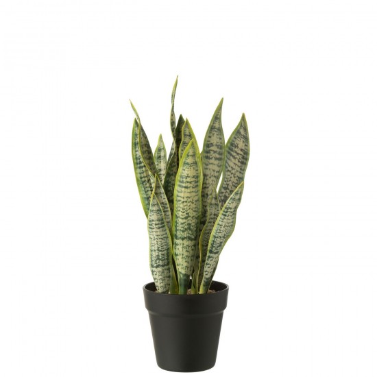 J Line Dracaena Trifasciata En Pot Artificiel Vert Meidum L26xB26xH47 cm JLine 54914 by Jolipa 54914.