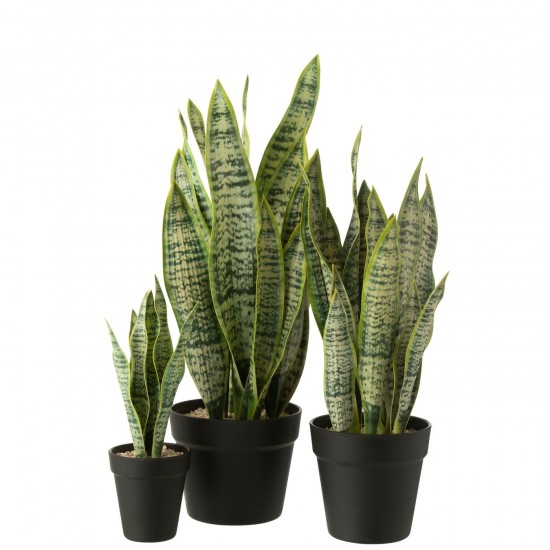 J-line 54915 Jolipa JLine fleurs plante en pot.