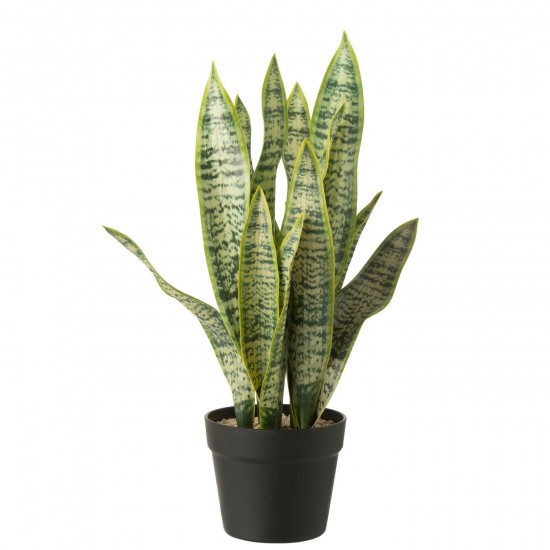J Line Dracaena Trifasciata En Pot Artificiel Vert Large L27xB23xH55 cm JLine 54915 by Jolipa 54915.