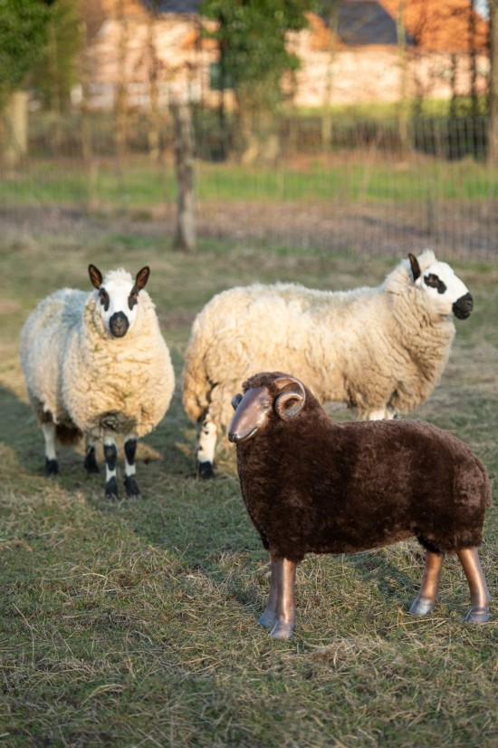 Jolipa Mouton Cornes Poudre De Chaux Marron.