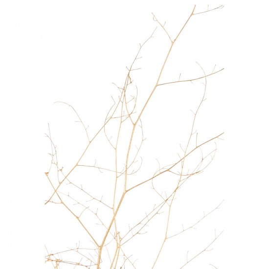 J-line 59310 Jolipa JLine fleurs fleur sechee.