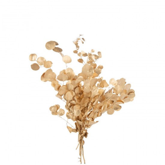 J Line Eucalyptus Fleur Séchée Doré L30xB20xH60 cm Jline 59311 by Jolipa 59311.