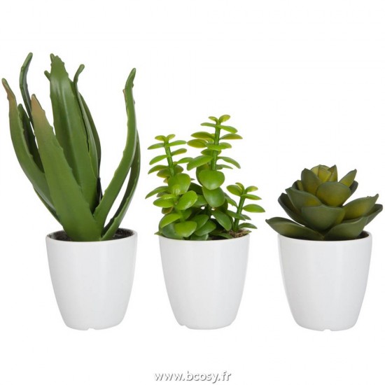 J-line 60580 Jolipa JLine fleurs cactus succulente