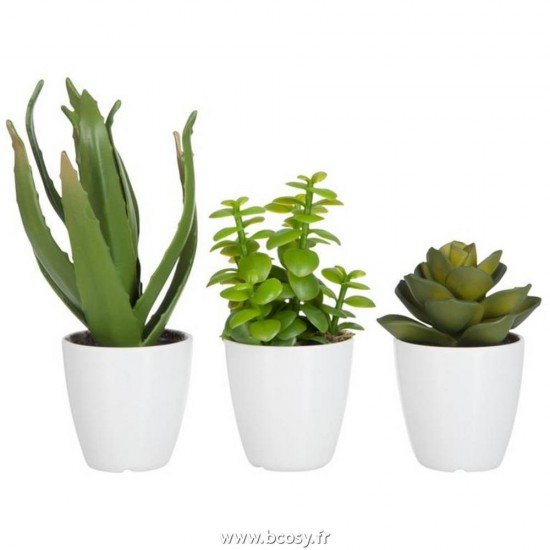J Line Plante Grasse Aloe Vera Lotus+Pot Vert Small Jline 60580 by Jolipa 60580 Assortiment de 3 pcs